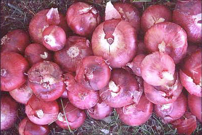 Image of Crimson Onions