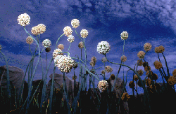 Onion Breeding Program at NMSU