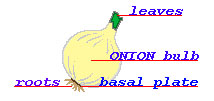Image of onion parts