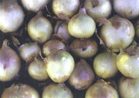 Image of Arthur Onions