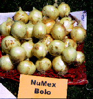 Image of Bolo Onions