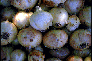 Image of BR1  Onion