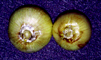 Image of onions