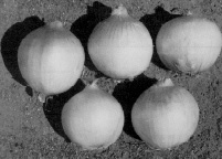 Image of Suntop Onions