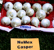 Image of Casper Onions