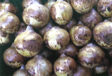 Image of Chaco Onion