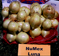 Image of Luna Onions