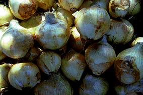 Image of Mesa Onion