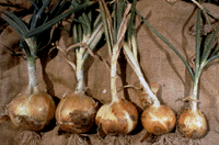 Image of onions