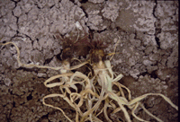 Image of pin rot