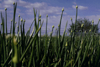 Image of onion bolting