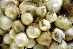 Image of Sunlite Onions