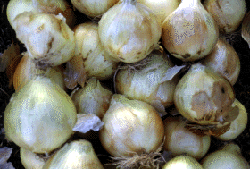 Image of Vado Onions
